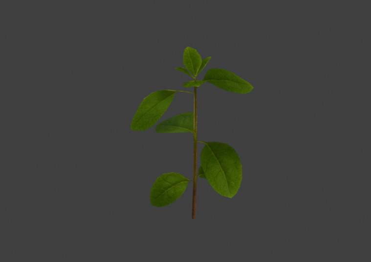 10 type of Plant Grass collection 3D model_44