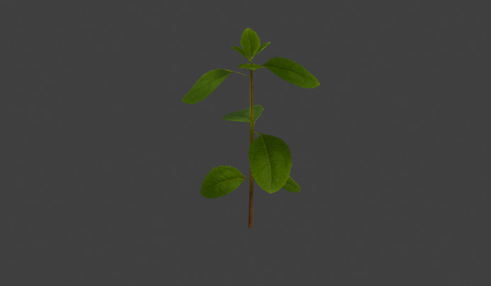 10 type of Plant Grass collection 3D model_63