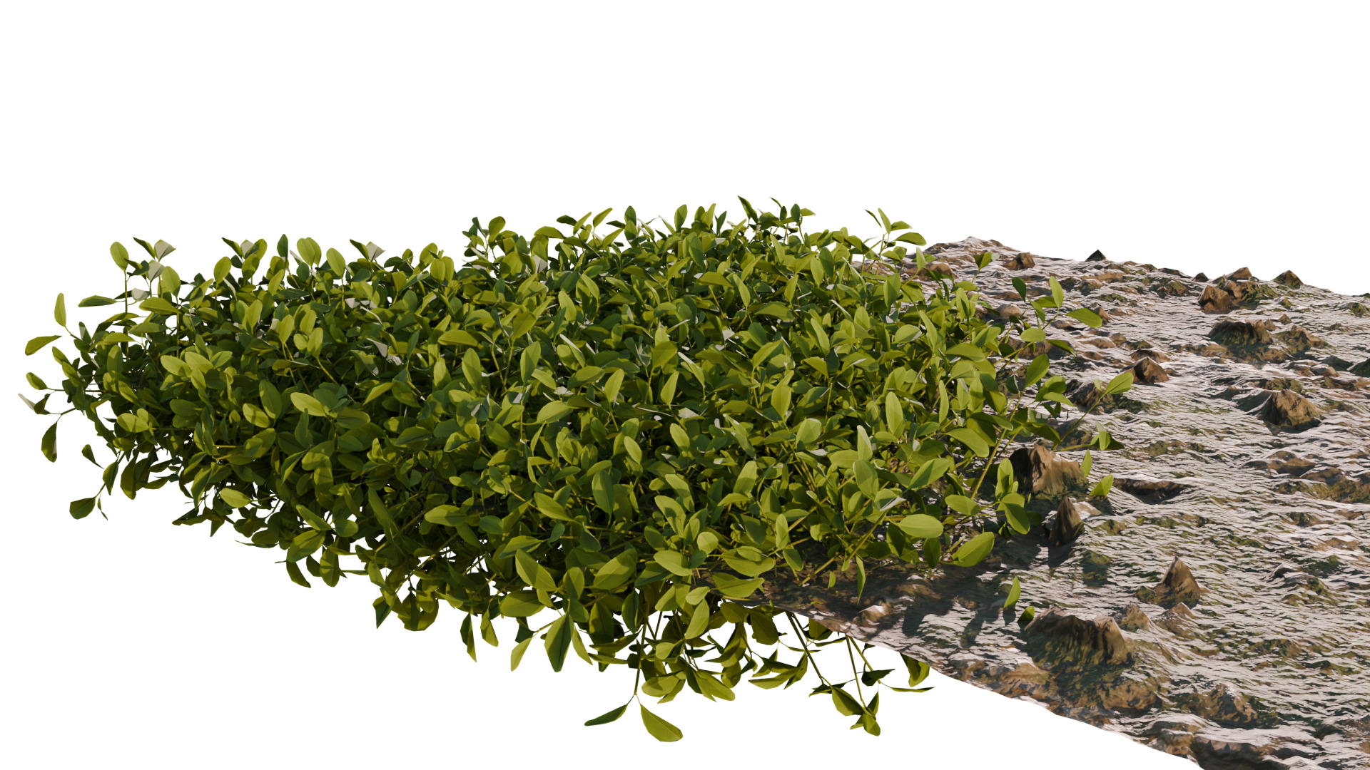 10 type of Plant Grass collection 3D model_11