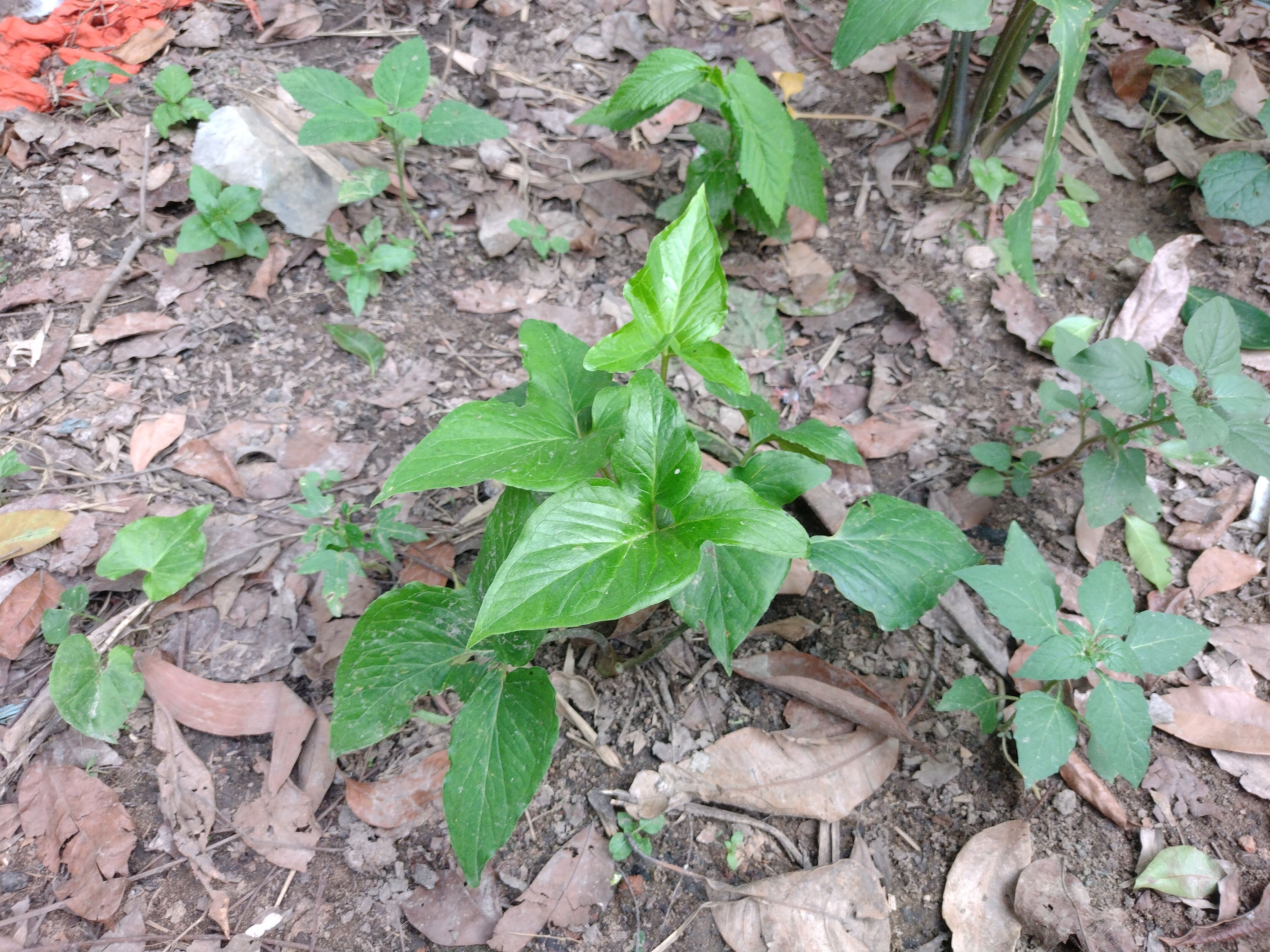 10 type of Plant Grass collection 3D model_1
