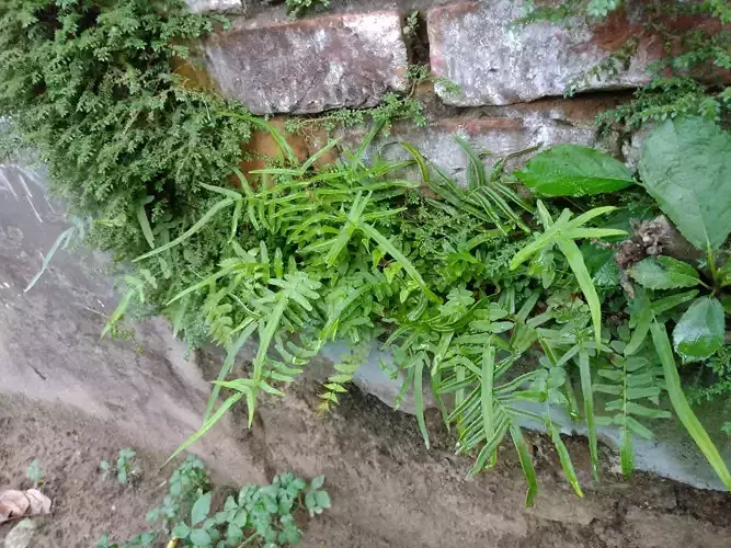 10 type of Plant Grass collection