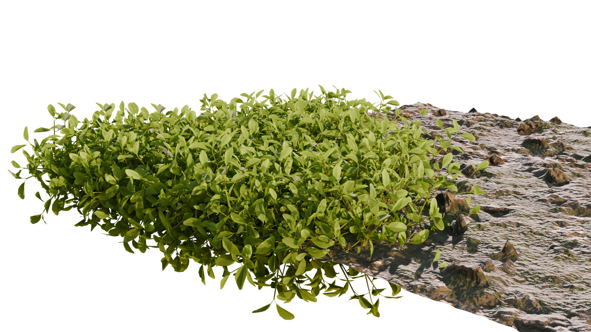 10 type of Plant Grass collection 3D model_10
