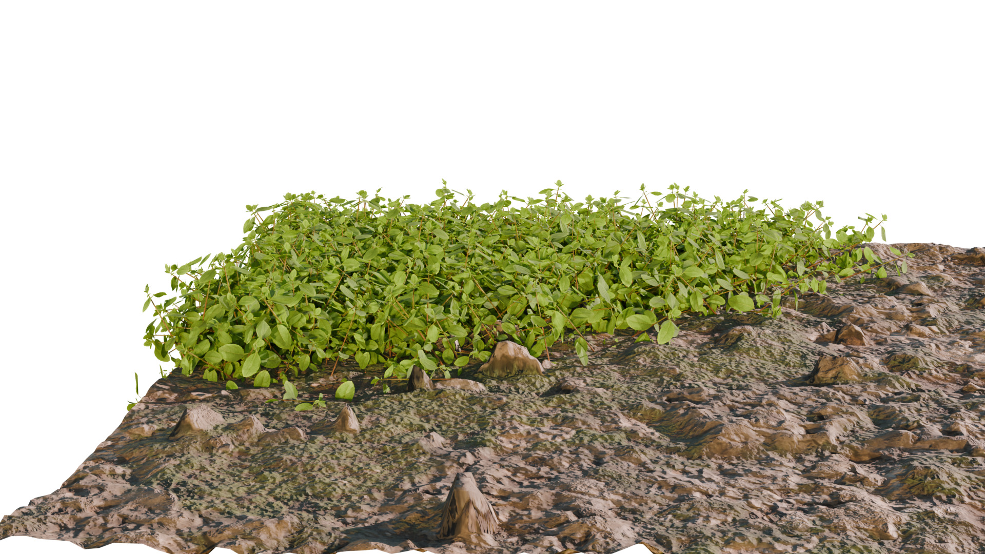 10 type of Plant Grass collection 3D model_8