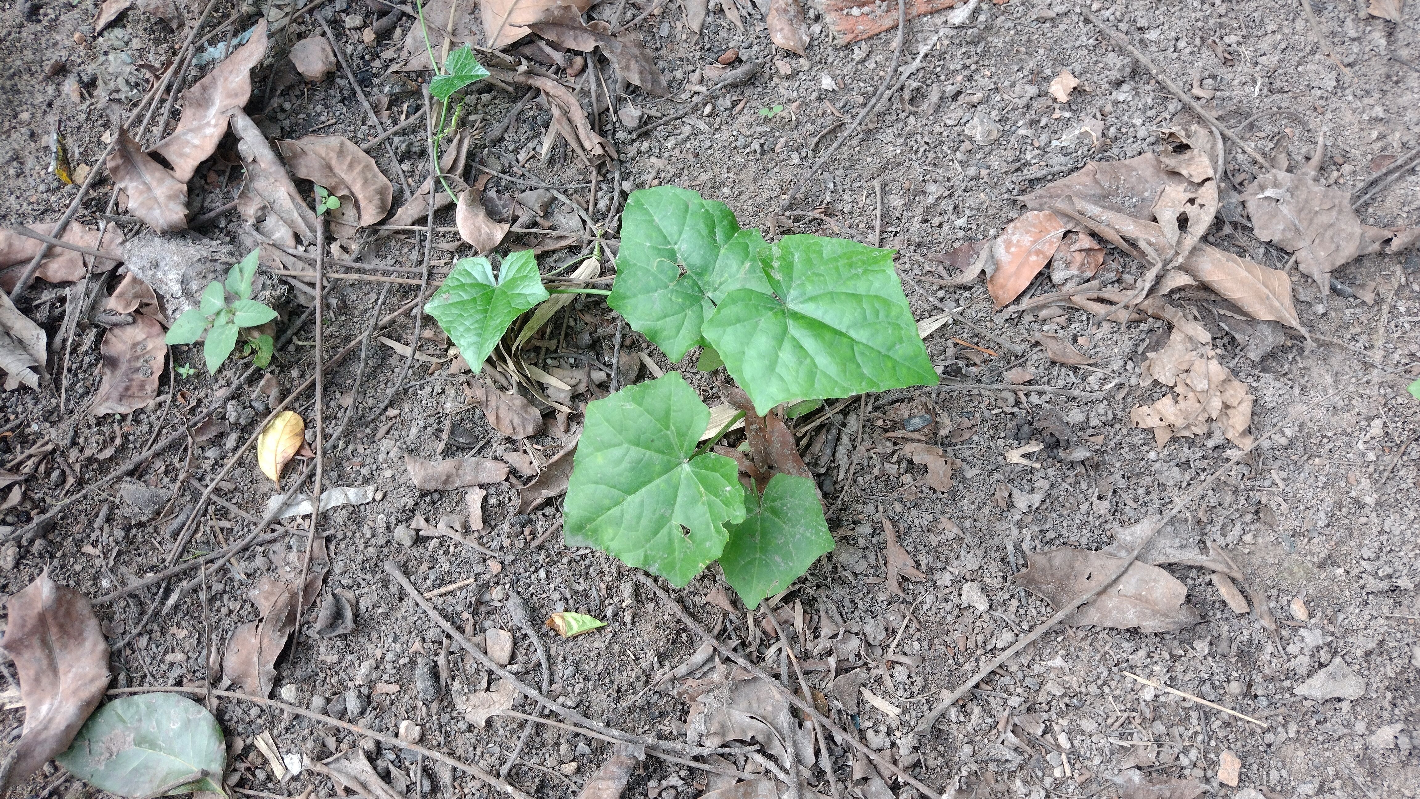 10 type of Plant Grass collection 3D model_47