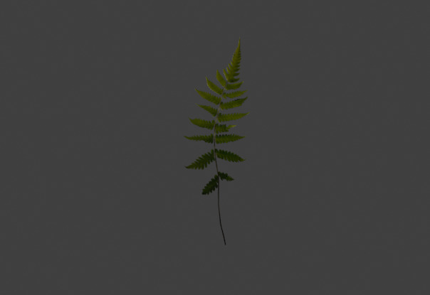 10 type of Plant Grass collection 3D model_38