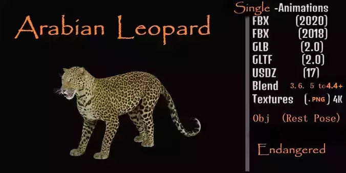 Arabian Leopard