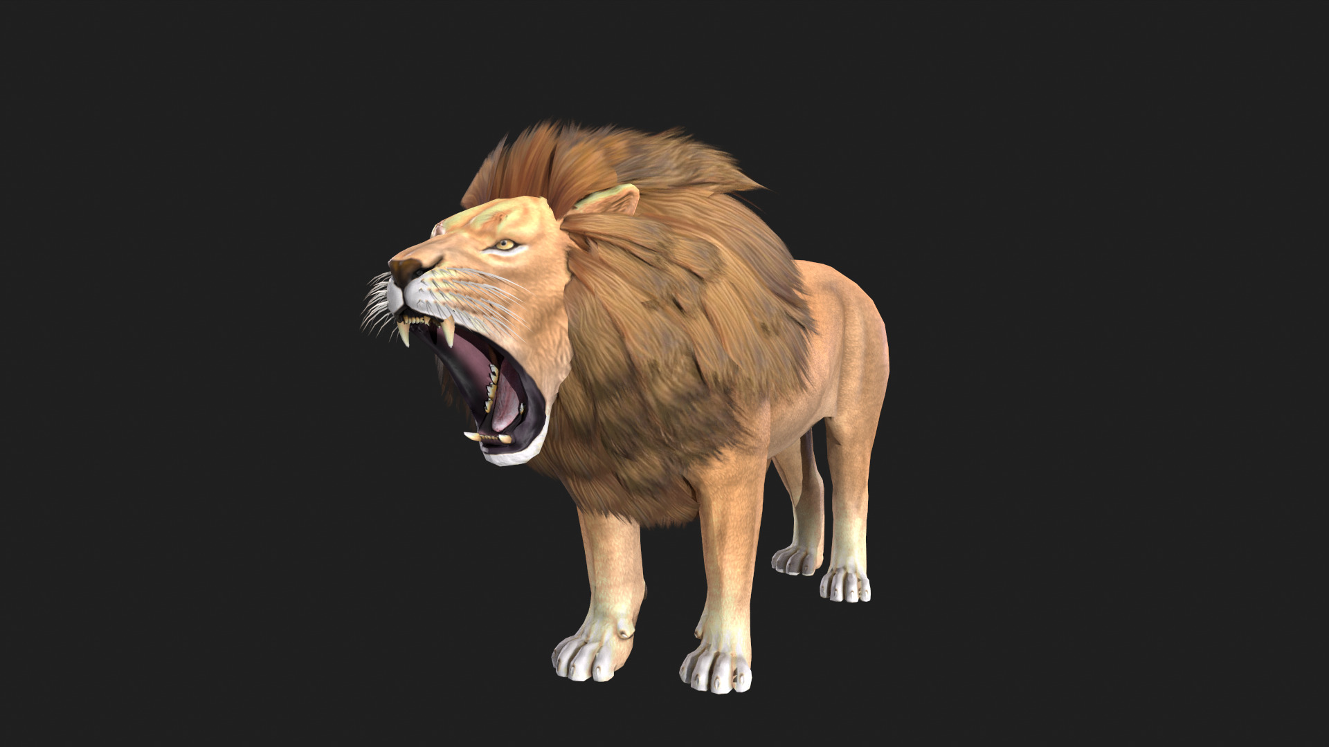 Realistic Lion Rigged and Animated for VR AR Games Low-poly 3D model_9