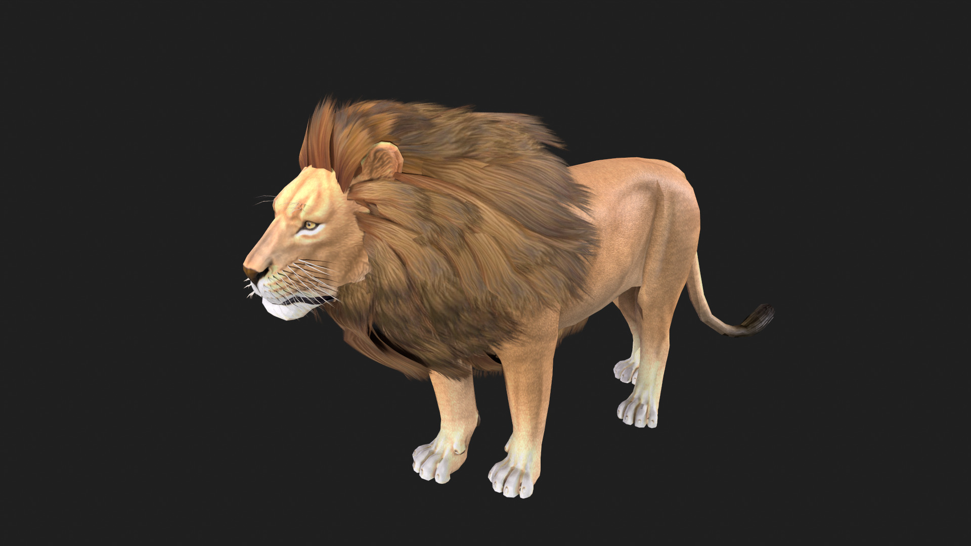 Realistic Lion Rigged and Animated for VR AR Games Low-poly 3D model_8