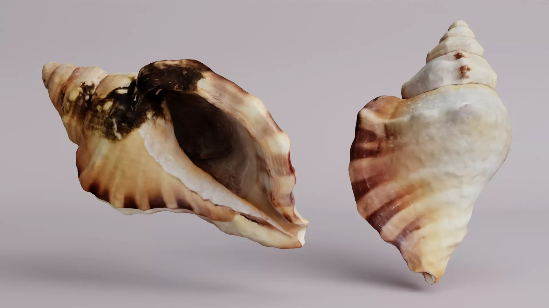 Sea Shell Free 3D model