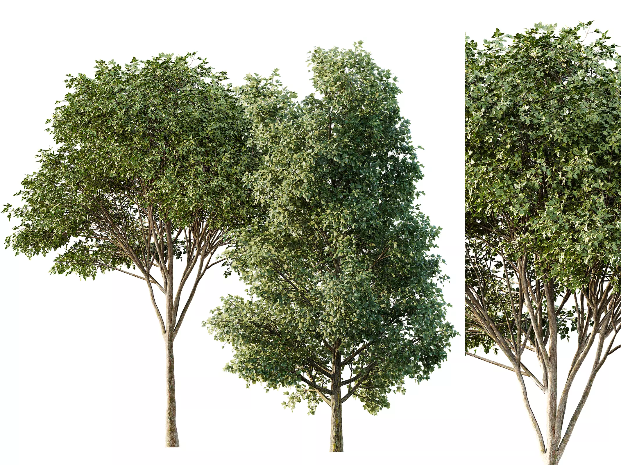 AV Tulip poplar and Gray alder alnus incana 2 trees 3D model