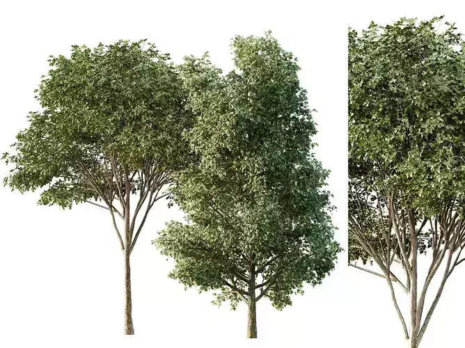 AV Tulip poplar and Gray alder alnus incana  2 trees 3D model