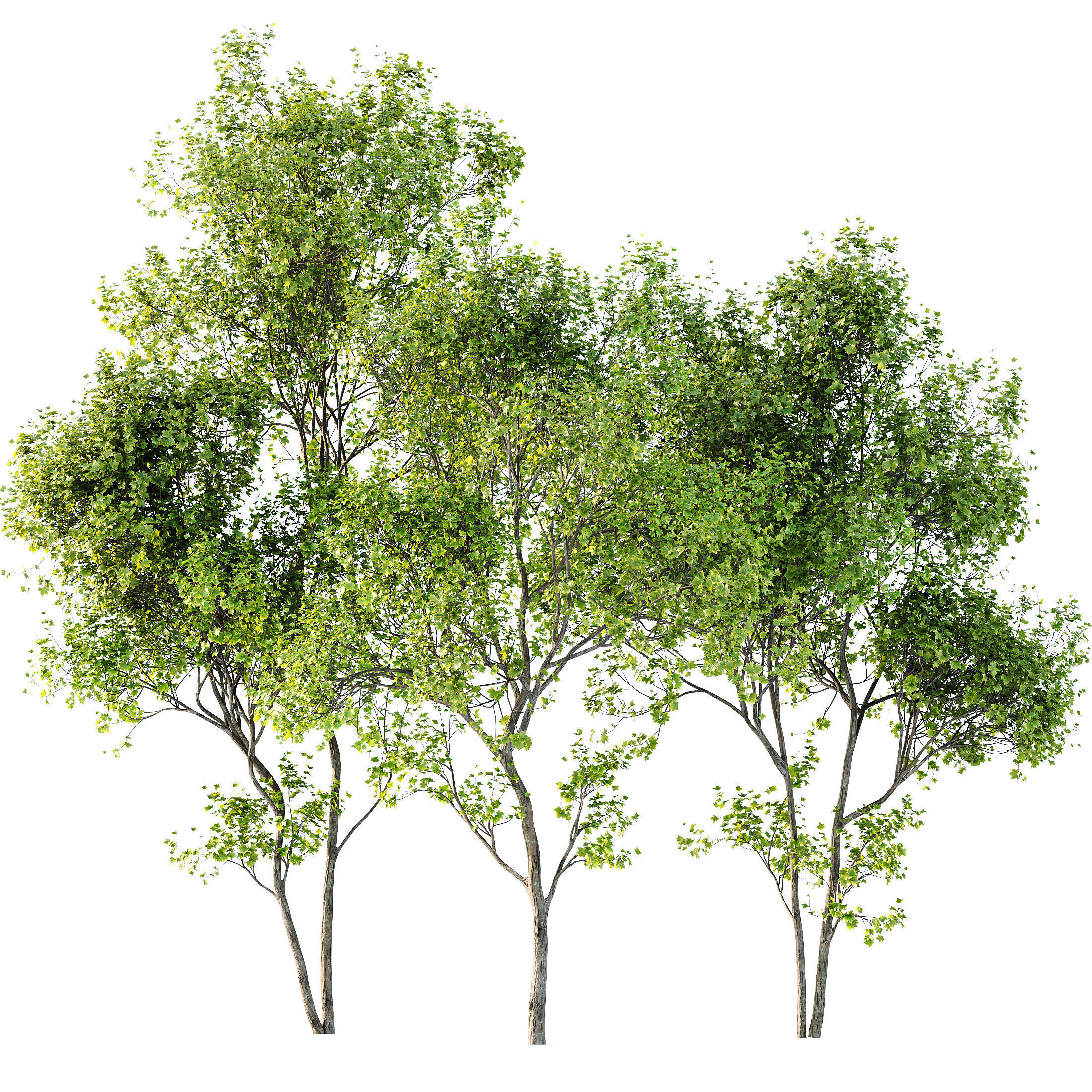 AV Acer Saccharinum and Acer Pseudoplatanus 4 trees 3D model_2