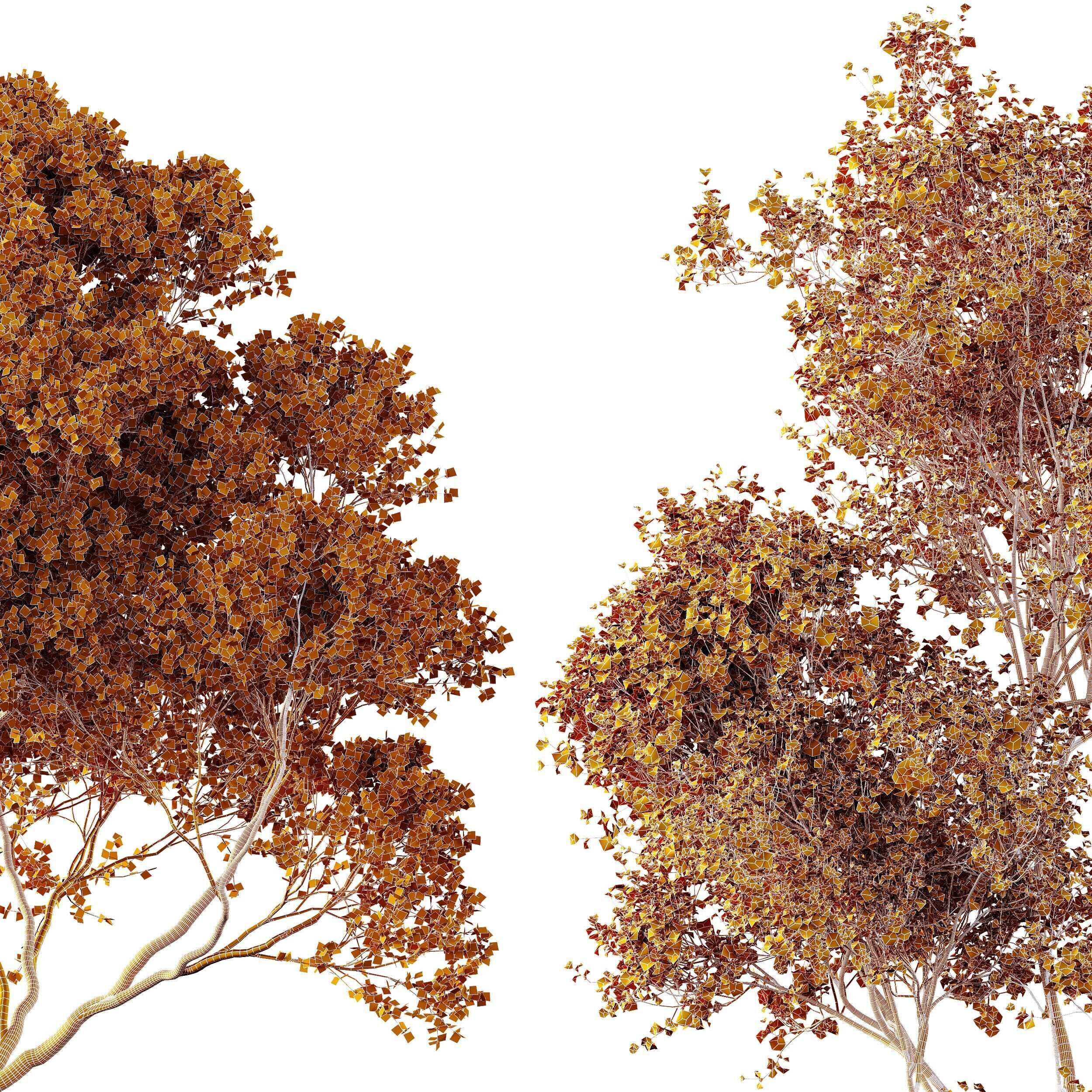 AV Acer Saccharinum and Acer Pseudoplatanus 4 trees 3D model_12