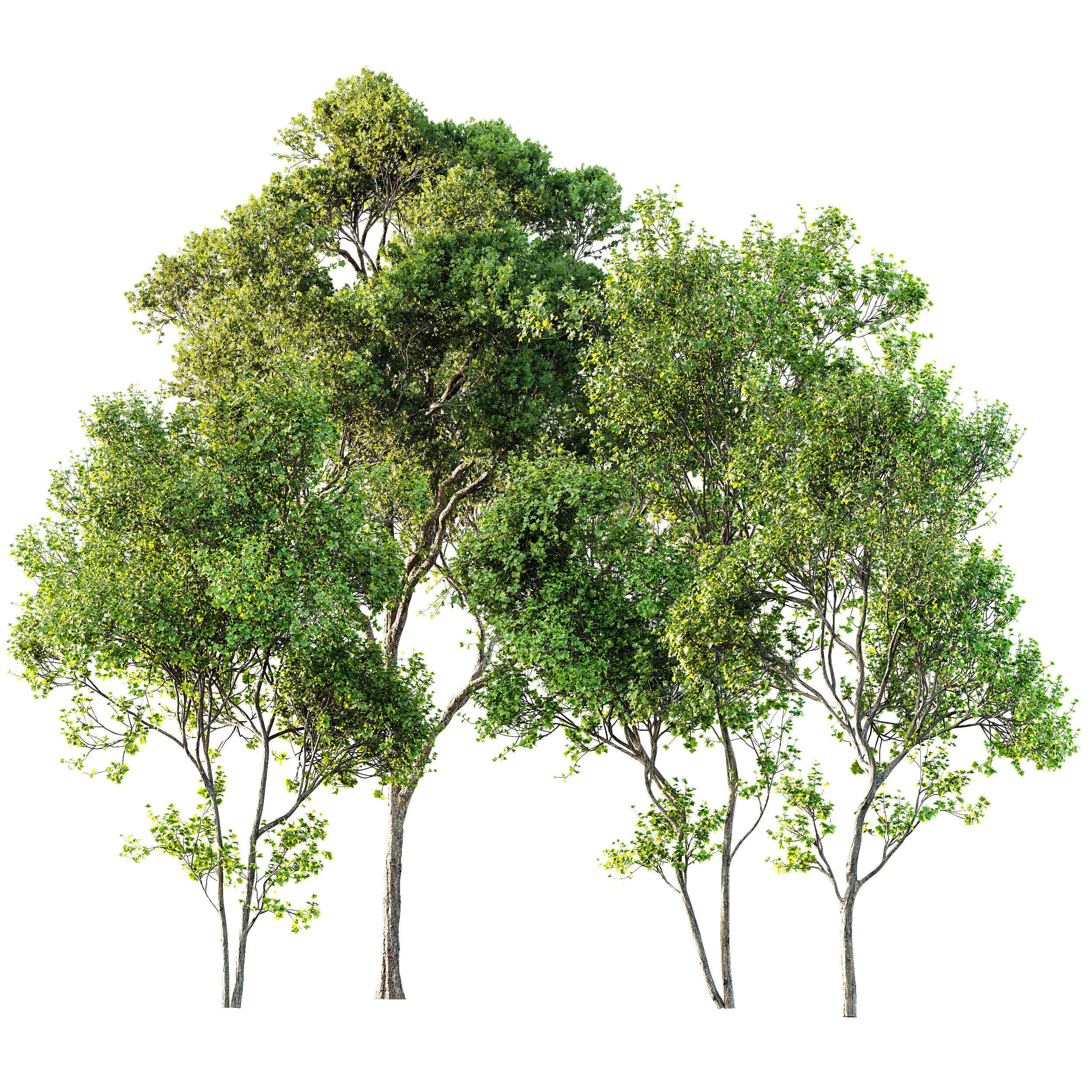 AV Acer Saccharinum and Acer Pseudoplatanus 4 trees 3D model_11
