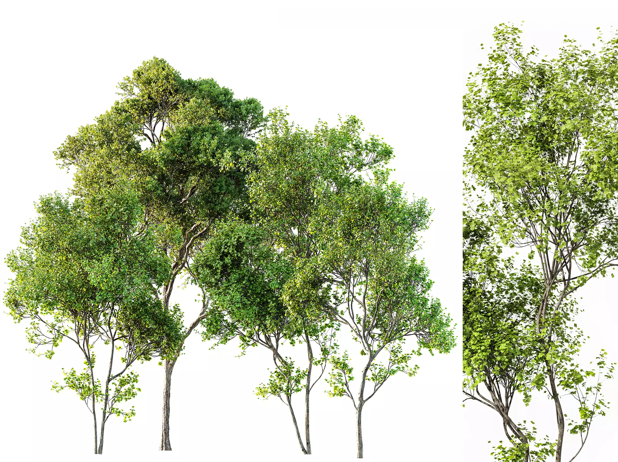 AV Acer Saccharinum and Acer Pseudoplatanus 4 trees 3D model_0