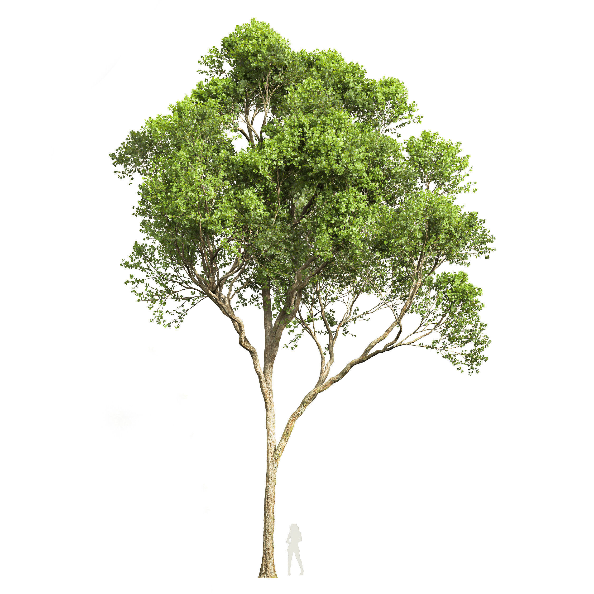 AV Acer Saccharinum and Acer Pseudoplatanus 4 trees 3D model_1