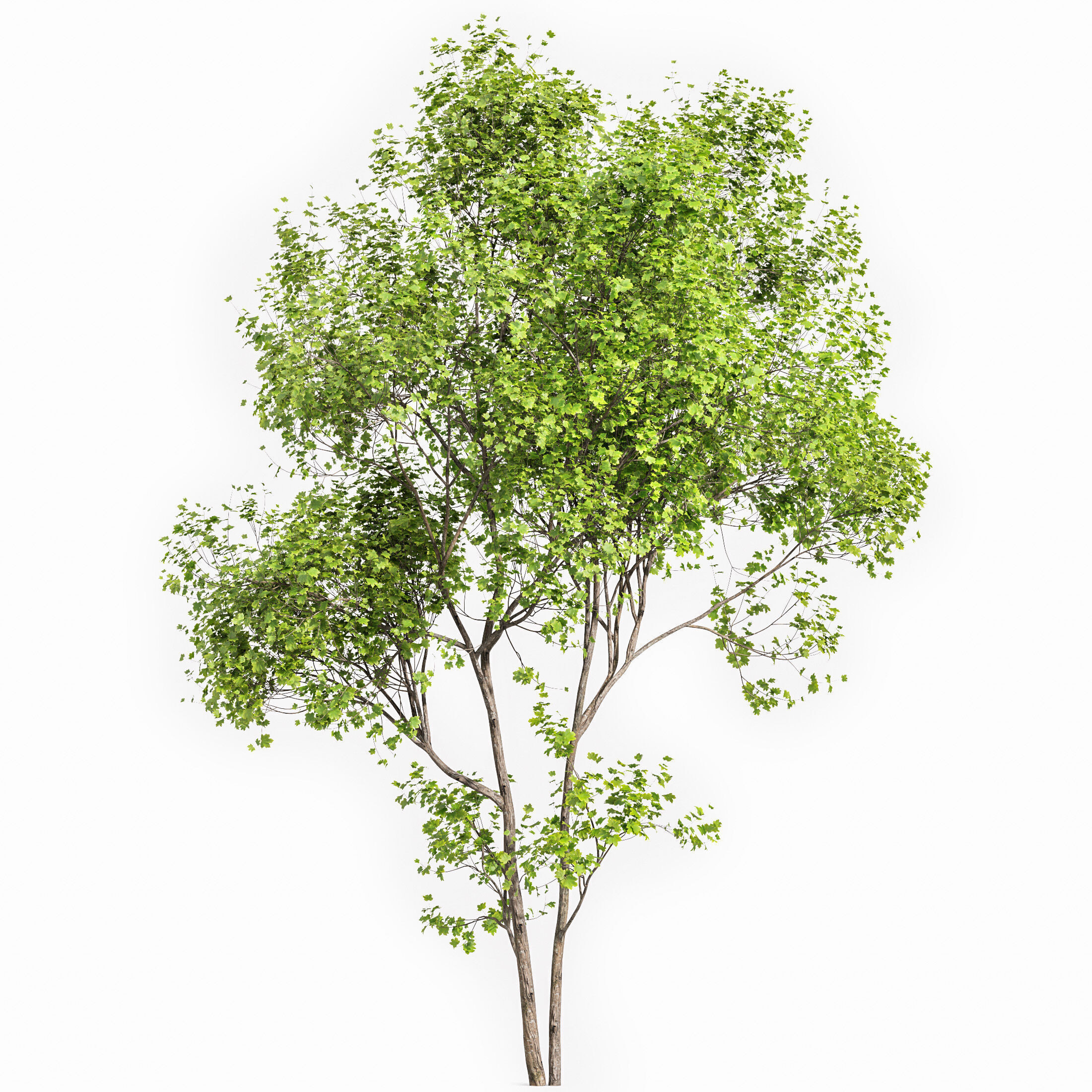 AV Acer Saccharinum and Acer Pseudoplatanus 4 trees 3D model_3
