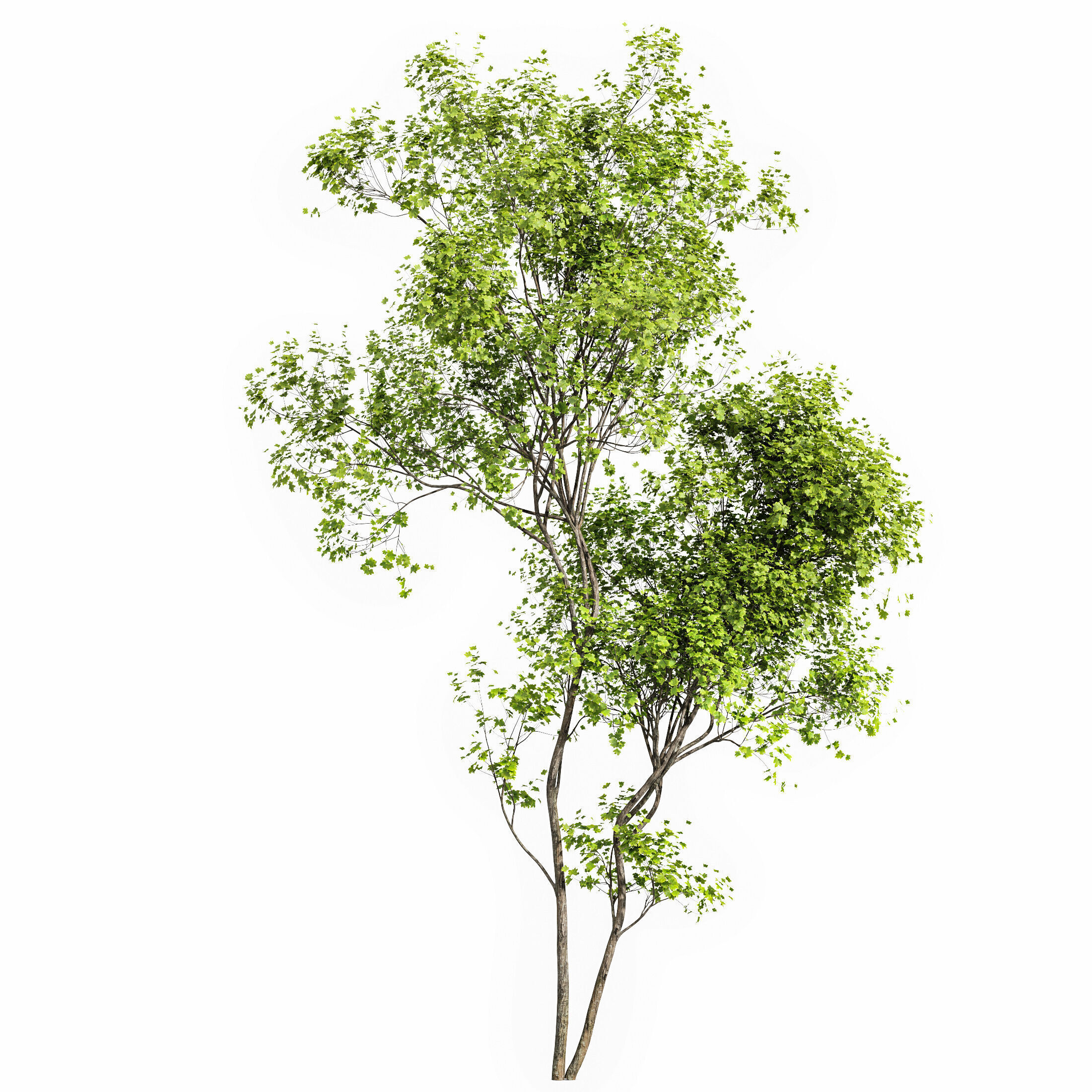 AV Acer Saccharinum and Acer Pseudoplatanus 4 trees 3D model_8