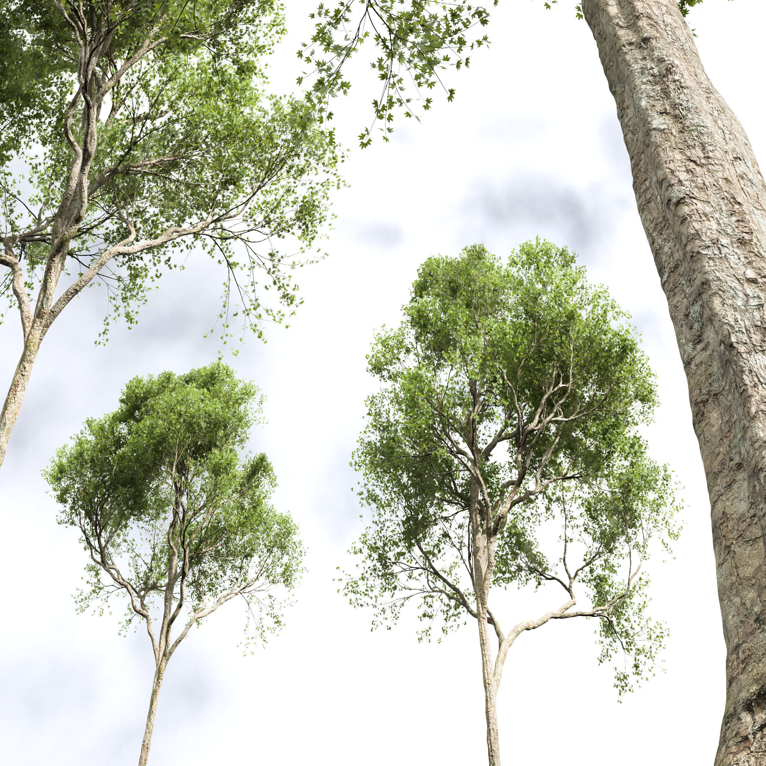 AV Acer Saccharinum and Acer Pseudoplatanus 4 trees 3D model_6