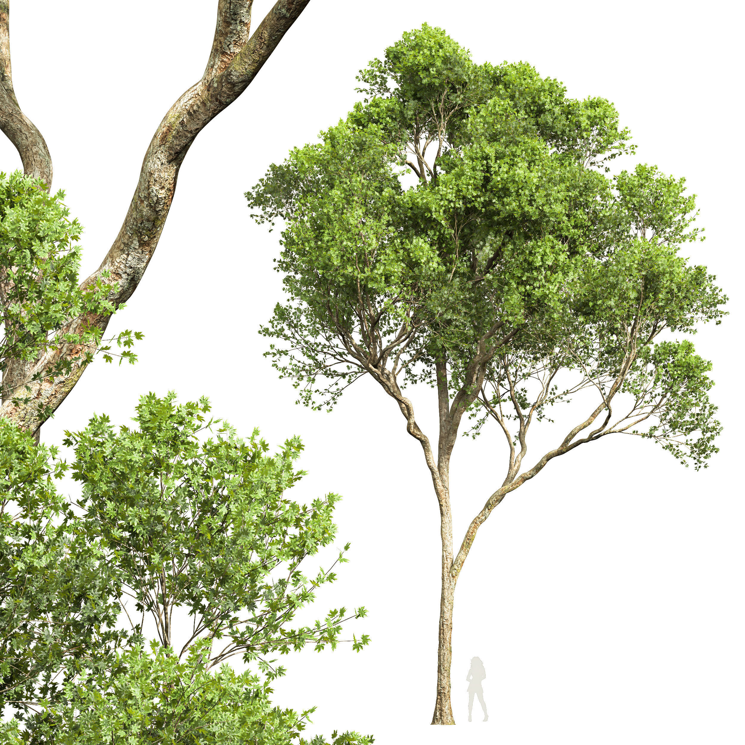 AV Acer Saccharinum and Acer Pseudoplatanus 4 trees 3D model_4