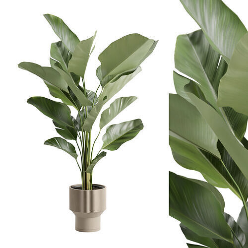 Calathea Lutea in Beige Planter 3D model