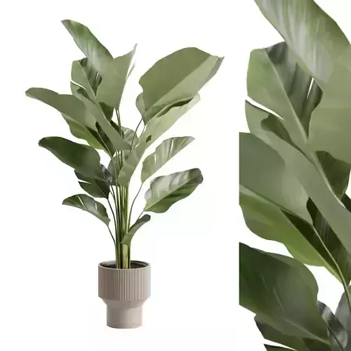 Calathea Lutea in Beige Planter 3D model