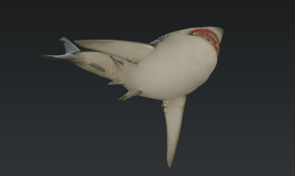 Shortshark 3D model_1