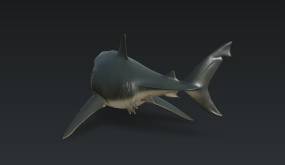 Shortshark 3D model_2