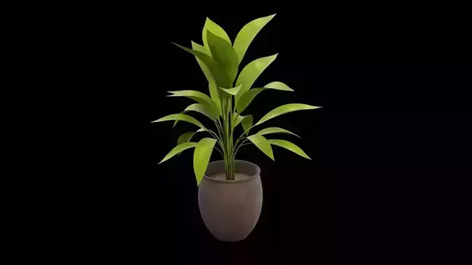 Plant Pot