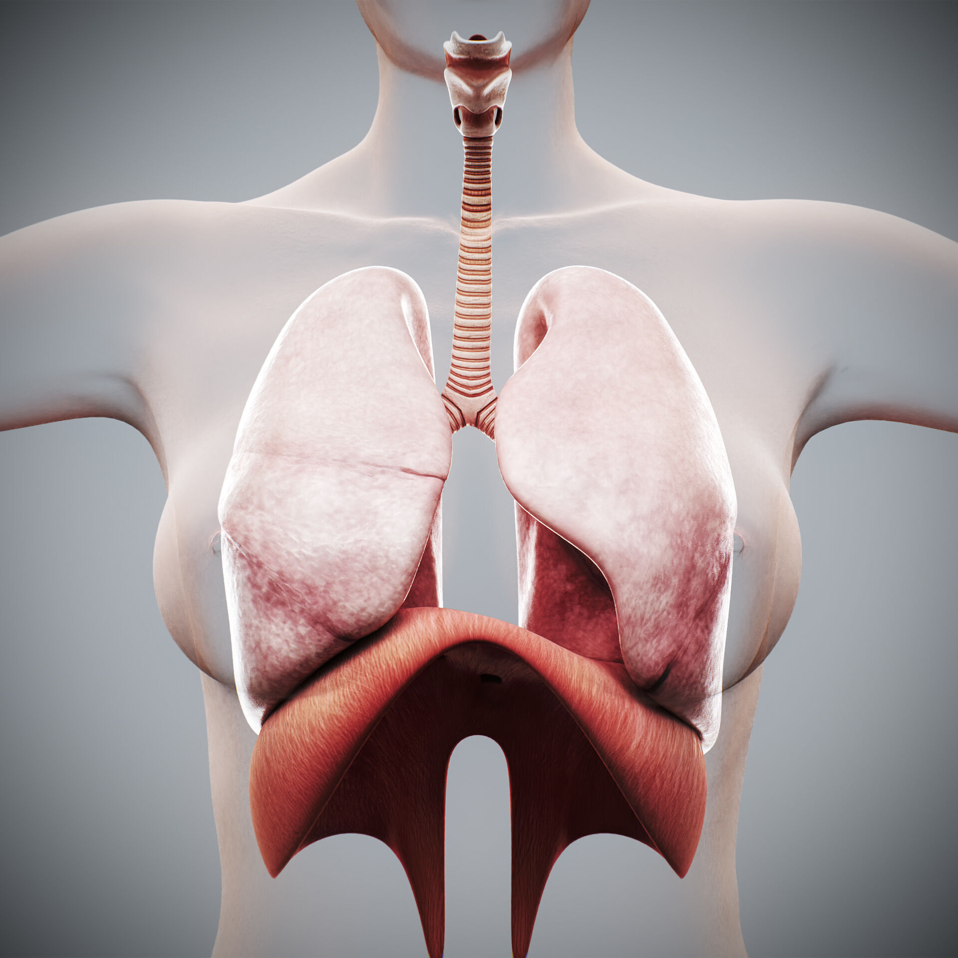 Human Female Respiratory Anatomy 3D model_2