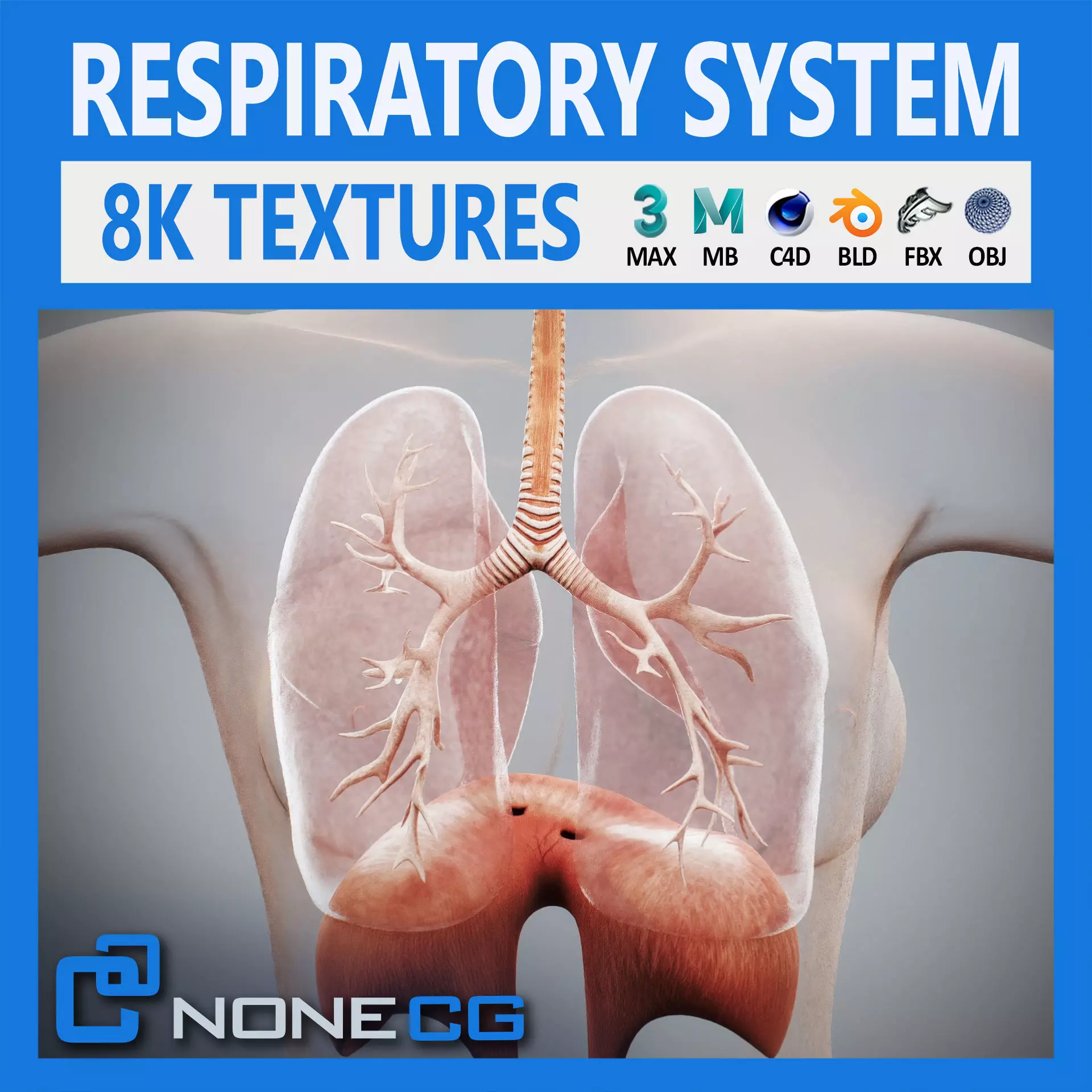 Human Female Respiratory Anatomy 3D model_0
