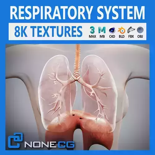 Human Female Respiratory Anatomy 3D model