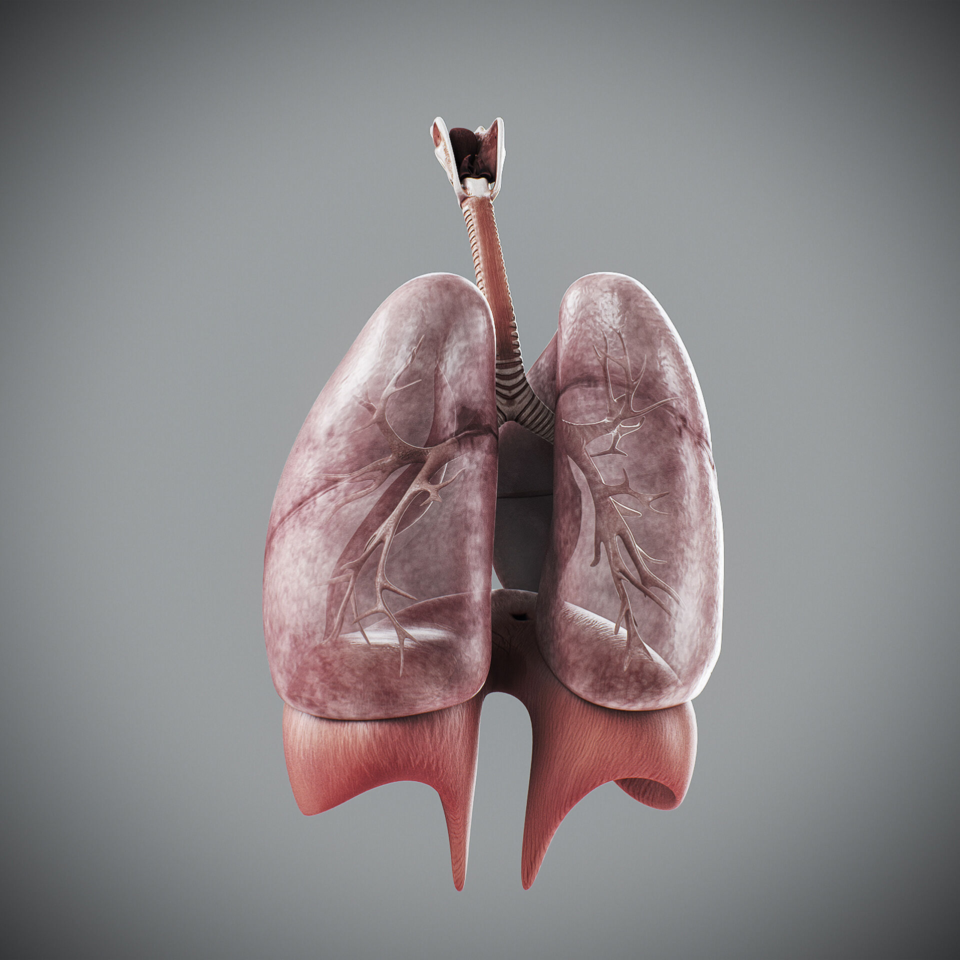 Human Female Respiratory Anatomy 3D model_3