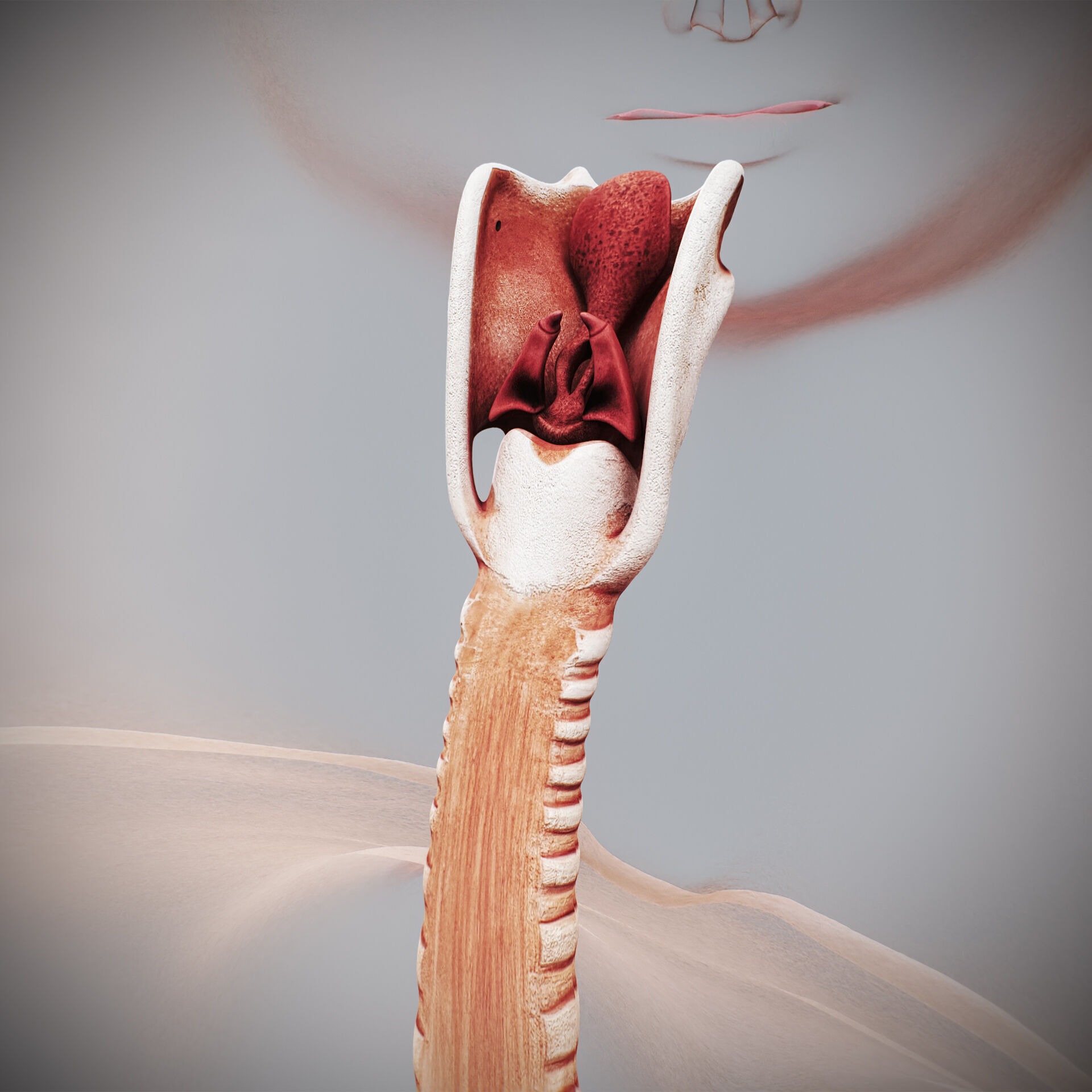 Human Female Respiratory Anatomy 3D model_13