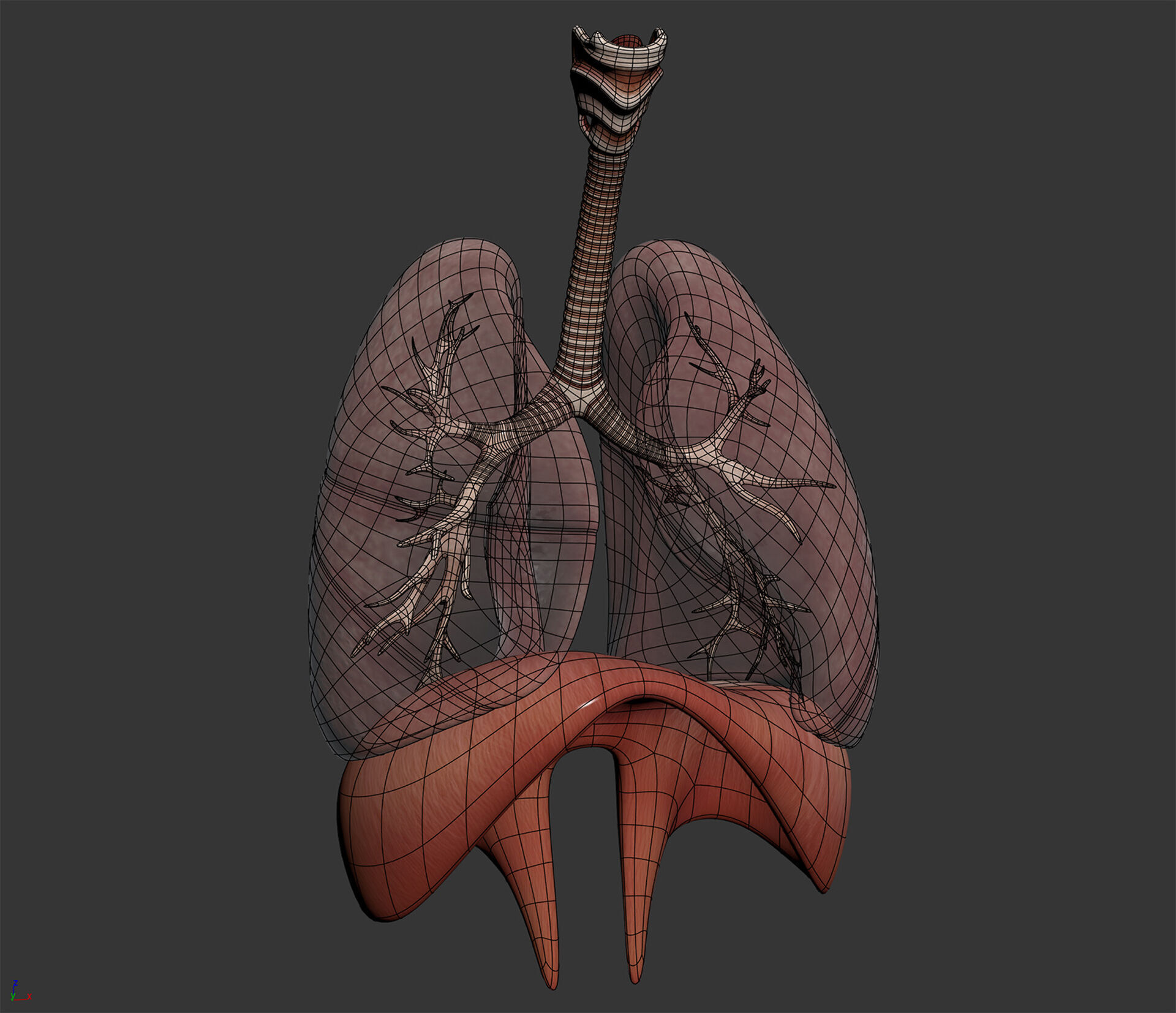 Human Female Respiratory Anatomy 3D model_4