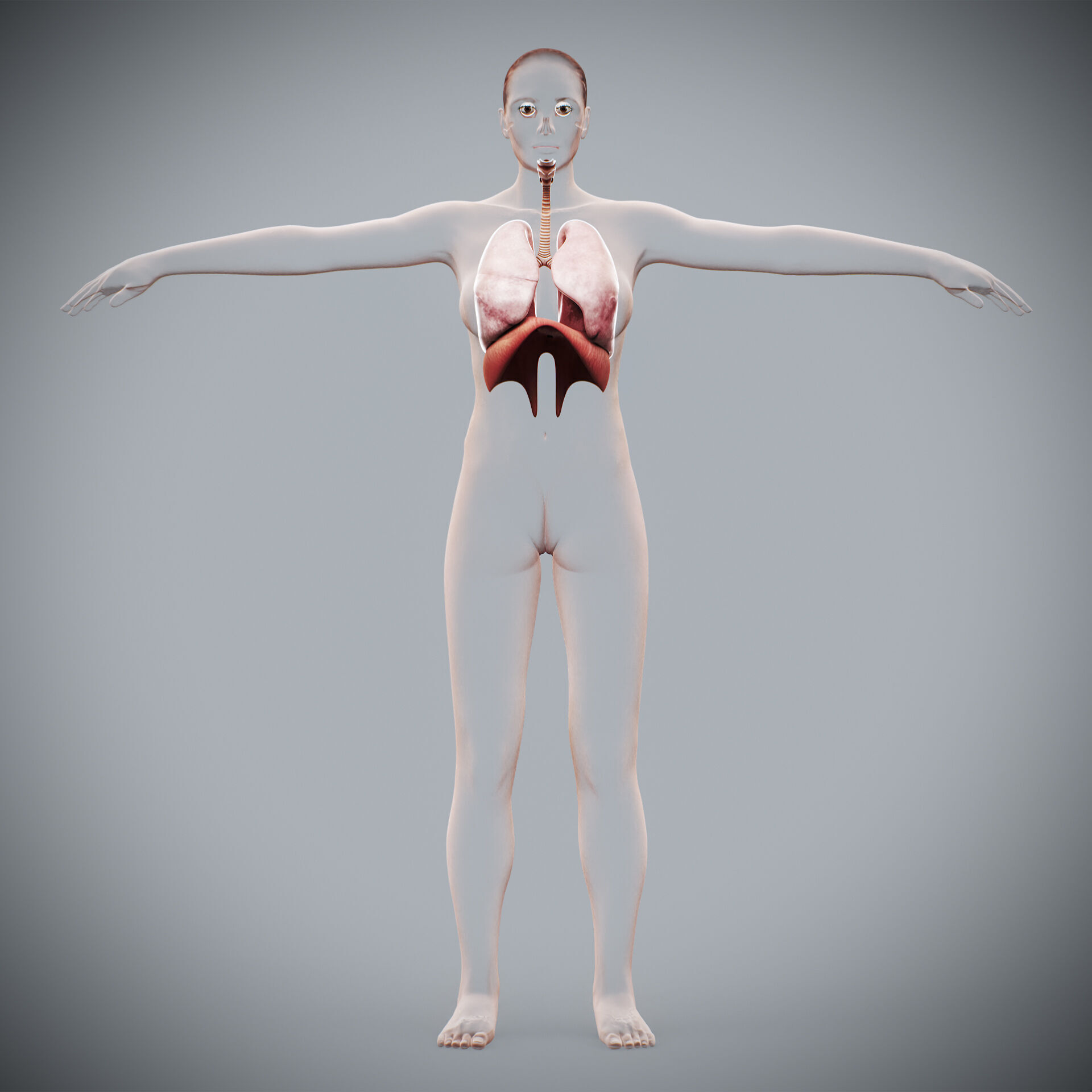 Human Female Respiratory Anatomy 3D model_6