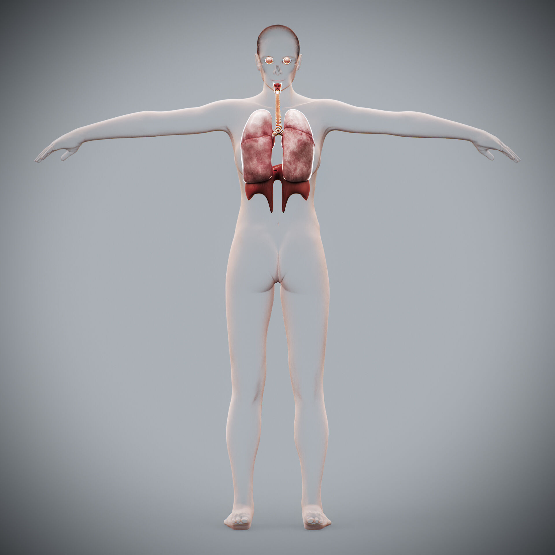 Human Female Respiratory Anatomy 3D model_7