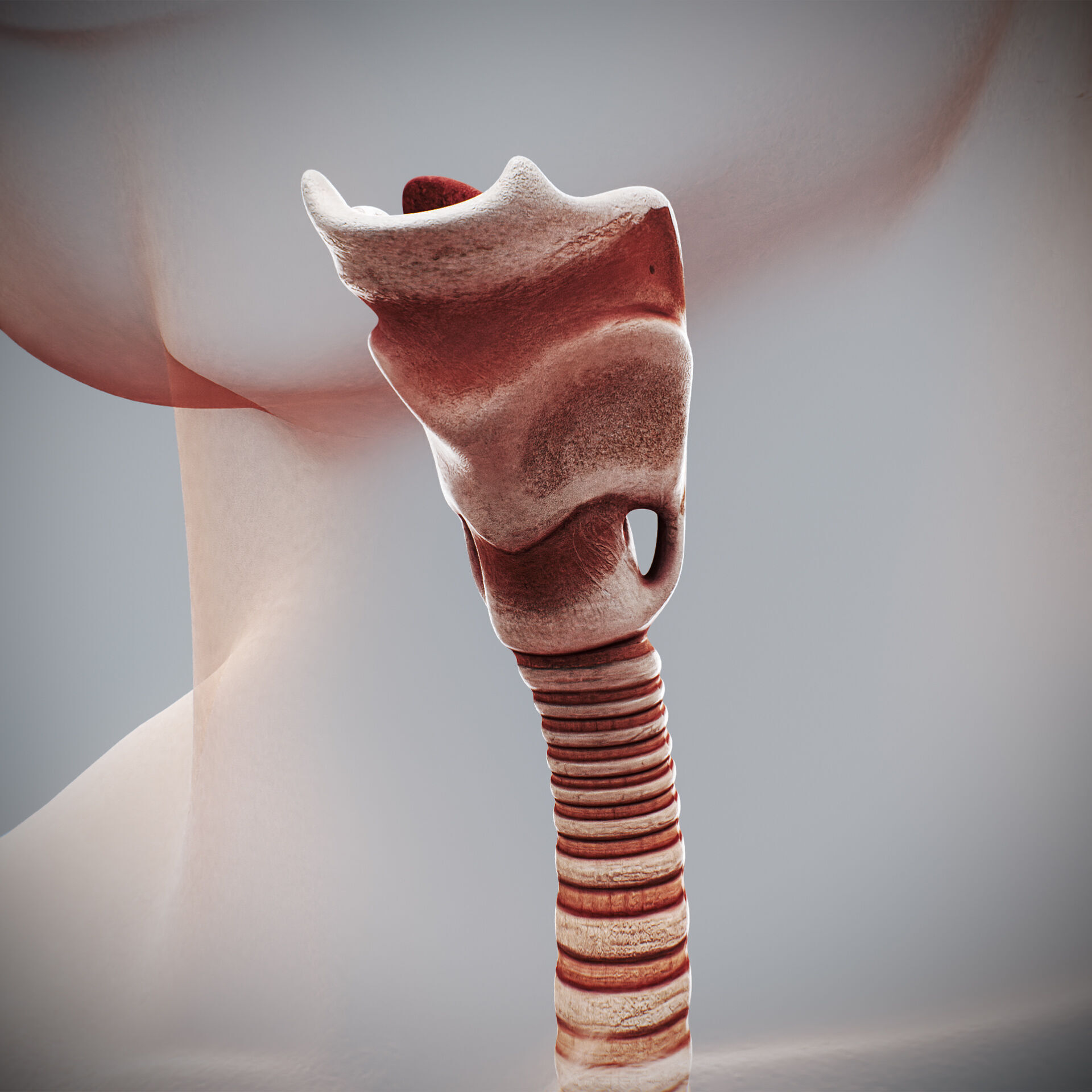 Human Female Respiratory Anatomy 3D model_12