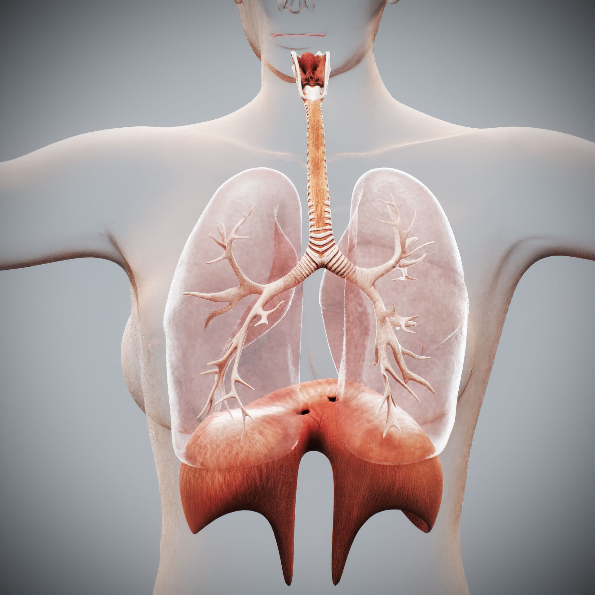 Human Female Respiratory Anatomy 3D model_5
