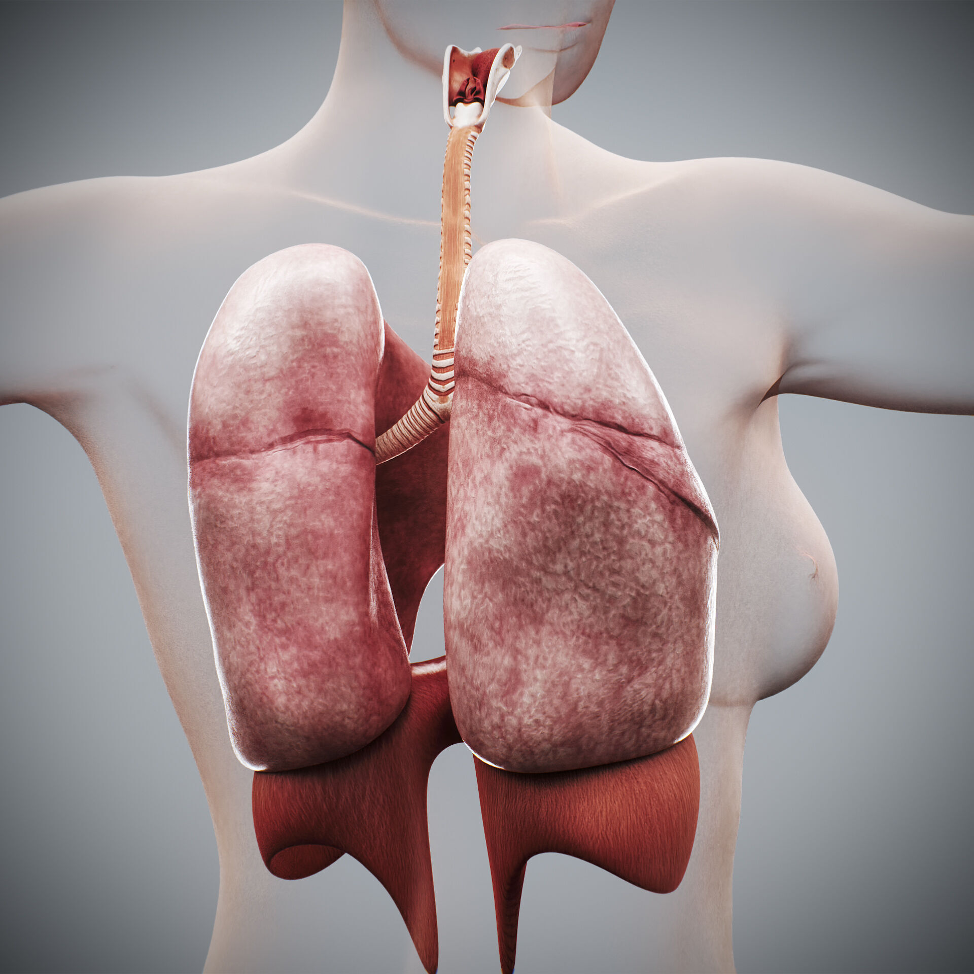 Human Female Respiratory Anatomy 3D model_10