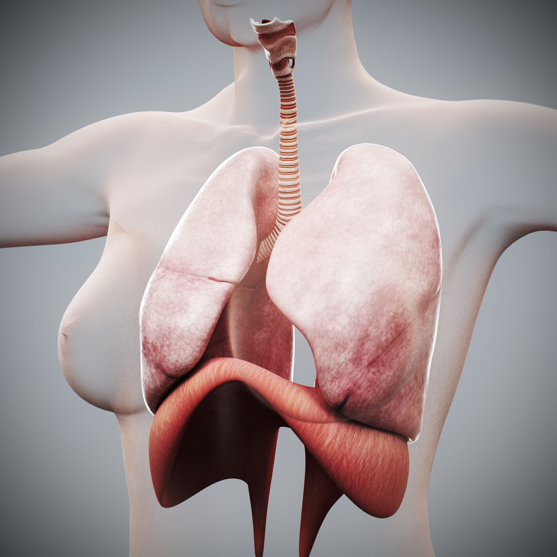 Human Female Respiratory Anatomy 3D model_9