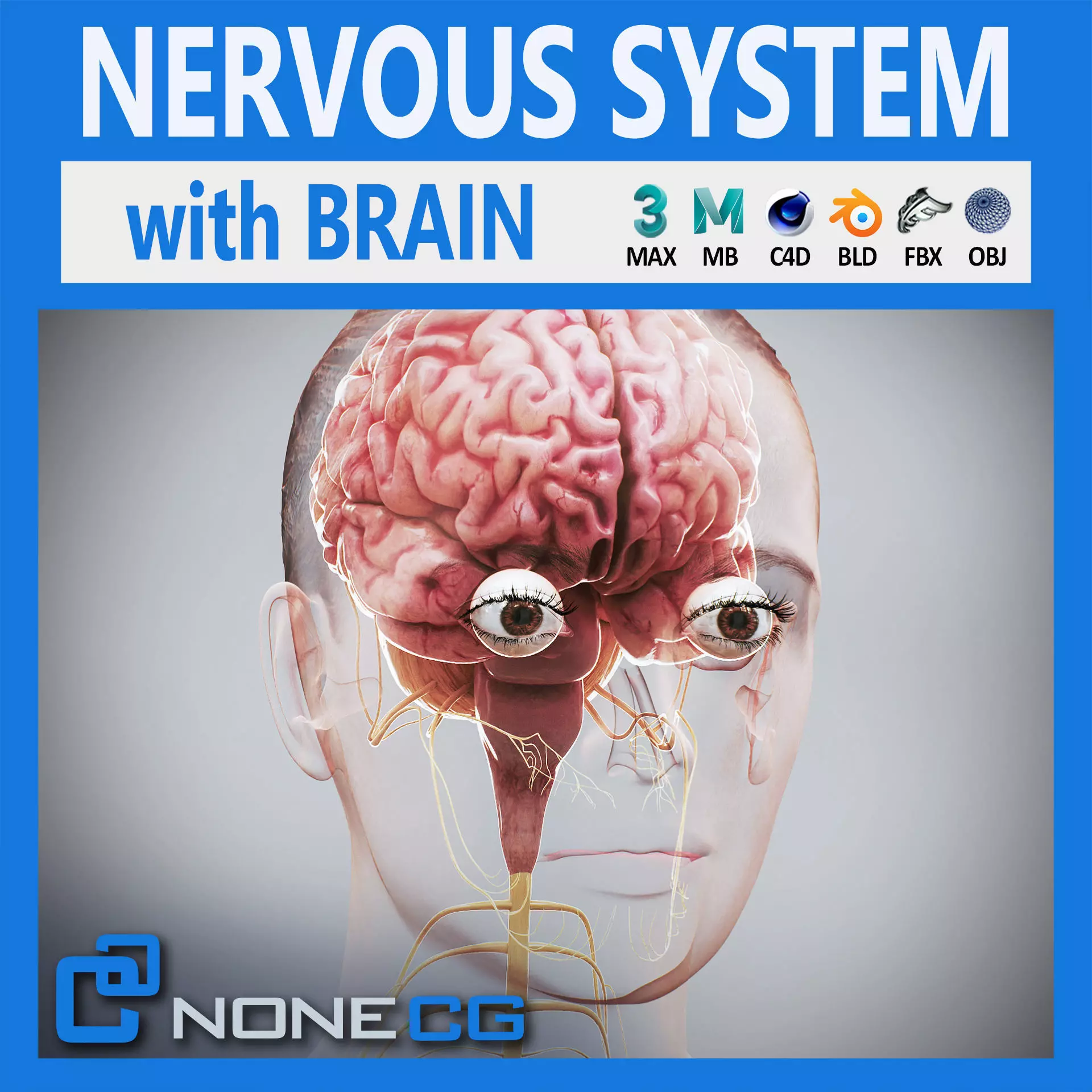 Human Female Nervous Anatomy 3D model