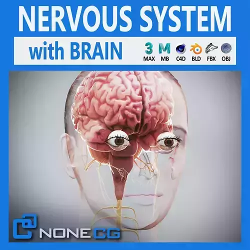 Human Female Nervous Anatomy 3D model