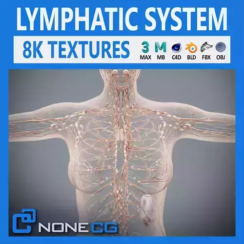 Human Female Lymphatic Anatomy 3D model