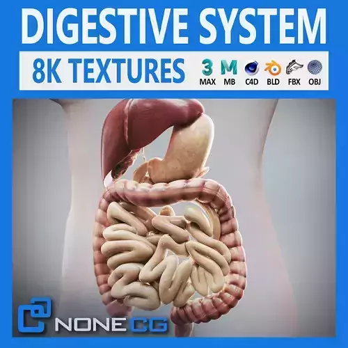 Human Female Digestive Anatomy 3D model