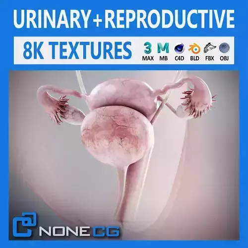 Human Female Urinary and Reproductive Anatomy 3D model