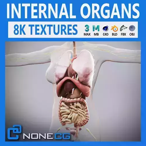 Human Female Internal Organs Anatomy 3D model
