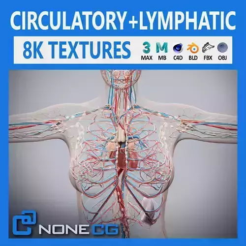 Human Female Circulatory and Lymphatic Anatomy 3D model