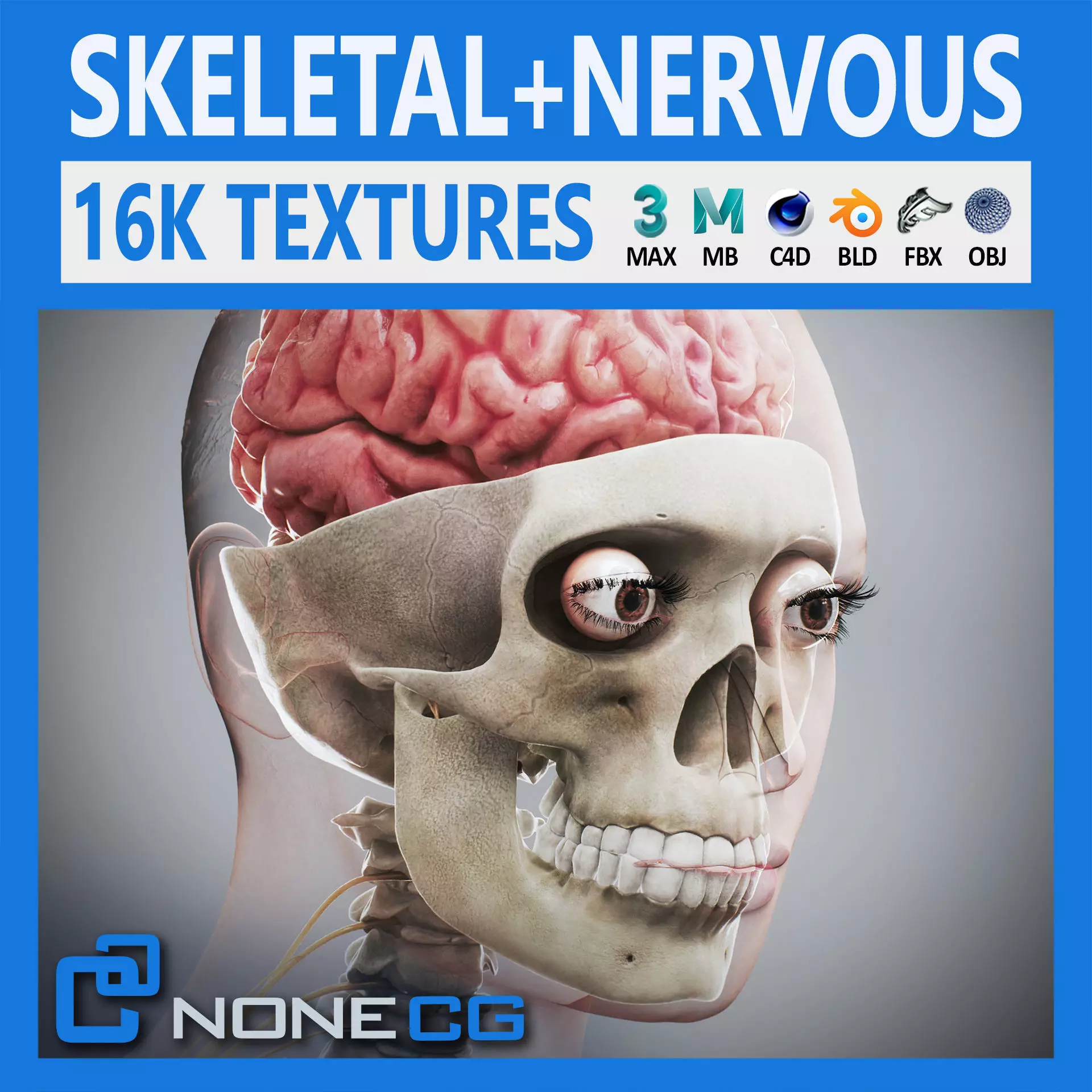 Human Female Skeletal and Nervous Anatomy 3D model