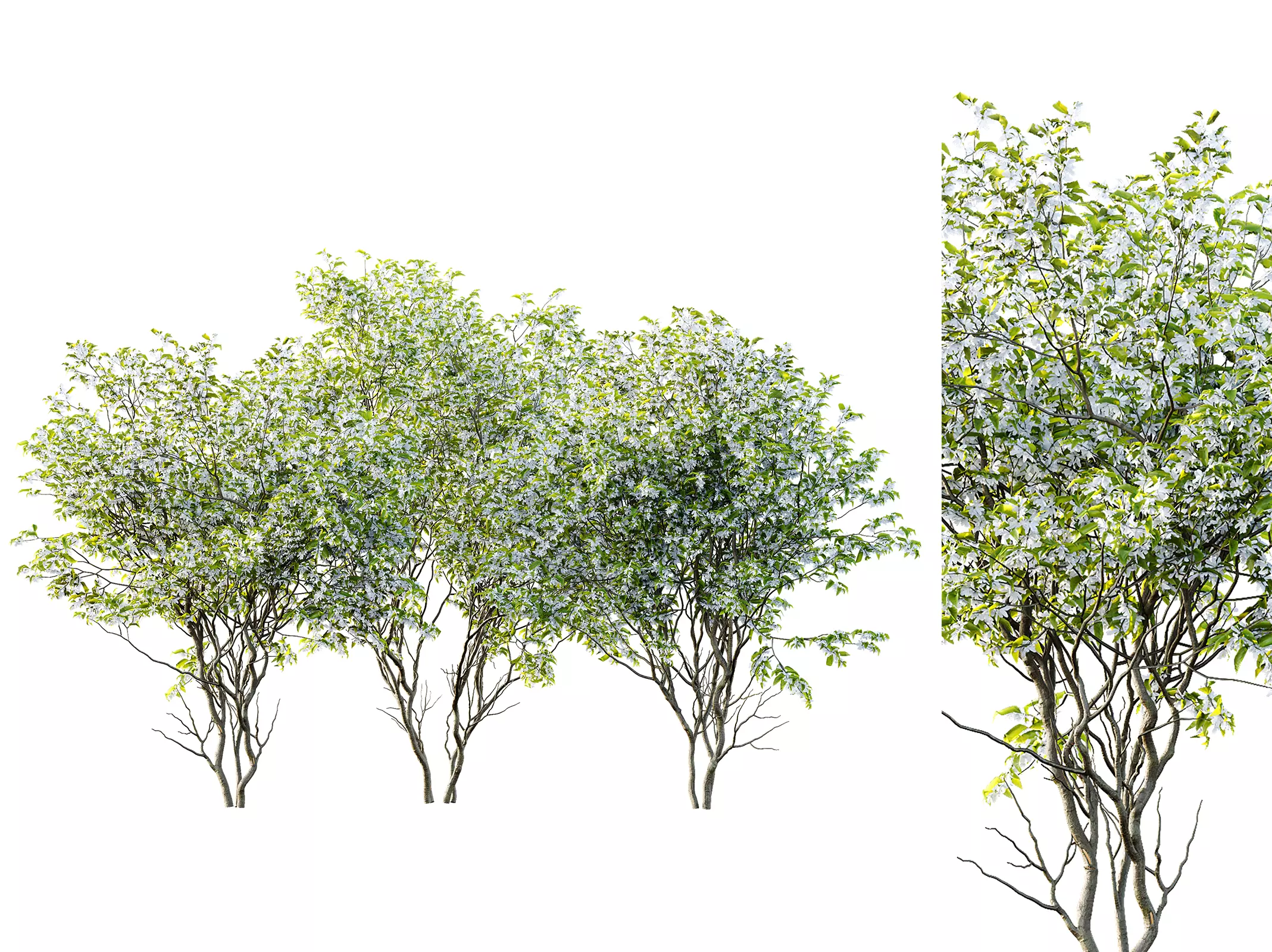 AV Amelanchier Lamarckii 3 trees 3D model